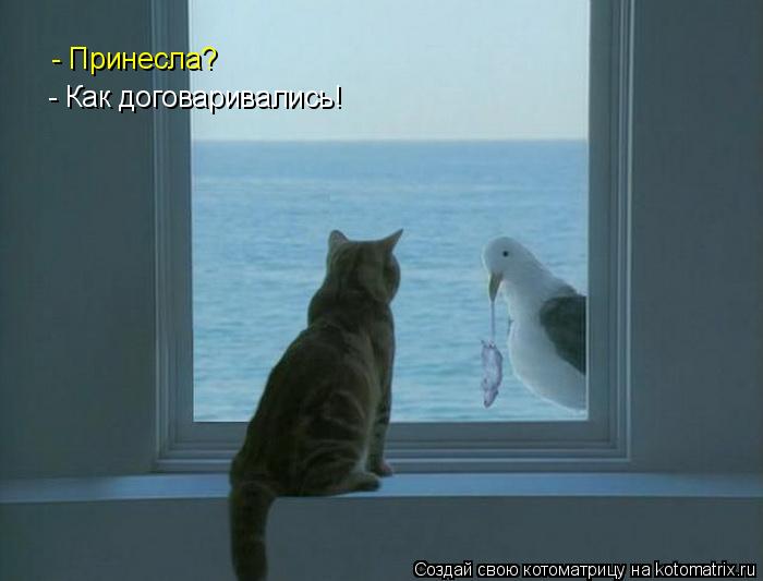 - Принесла? - Как договаривались!... Котоматрица: - Принесла? - Как договаривались!