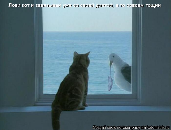 Лови кот и завязывай уже со своей диетой, а то совсем тощий... Котоматрица: Лови кот и завязывай уже со своей диетой, а то совсем тощий