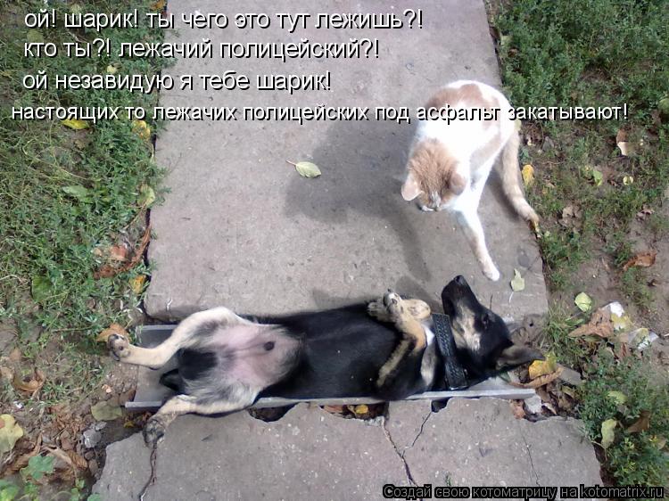 ой! шарик! ты чего это тут лежишь?! кто ты?! лежачий полицейский?! ой незавидую я тебе шарик! настоящ... Котоматрица: ой! шарик! ты чего это тут лежишь?! кто ты?! лежачий полицейский?! ой незавидую я тебе шарик! настоящих то лежачих полицейских под асфальт зака