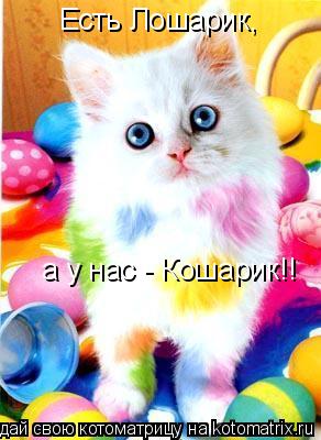 Есть Лошарик, а у нас - Кошарик!!... Котоматрица: Есть Лошарик, а у нас - Кошарик!!