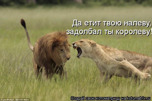 Да етит твою налеву, задолбал ты королеву!... Котоматрица: Да етит твою налеву, задолбал ты королеву!