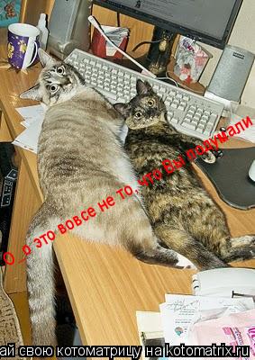 О_о это вовсе не то, что Вы подумали... Котоматрица: О_о это вовсе не то, что Вы подумали