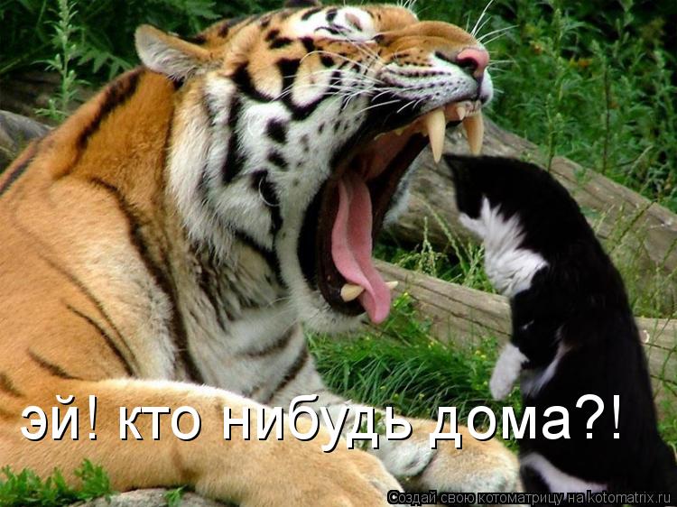 эй! кто нибудь дома?!... Котоматрица: эй! кто нибудь дома?!