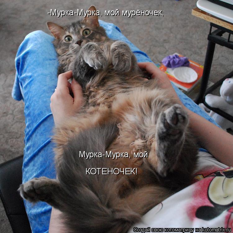 -Мурка-Мурка, мой мурёночек, Мурка-Мурка, мой КОТЕНОЧЕК!... Котоматрица: -Мурка-Мурка, мой мурёночек, Мурка-Мурка, мой КОТЕНОЧЕК!