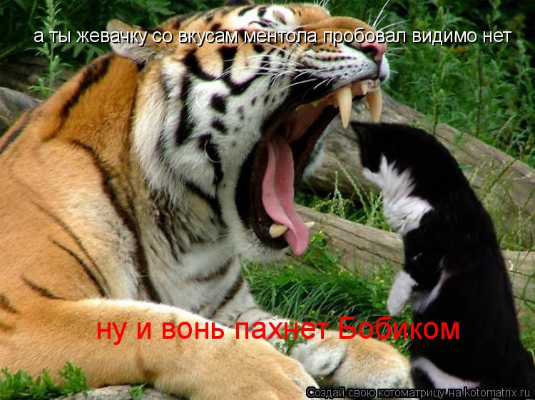 ну и вонь пахнет Бобиком а ты жевачку со вкусам ментола пробовал видимо нет... Котоматрица: ну и вонь пахнет Бобиком а ты жевачку со вкусам ментола пробовал видимо нет