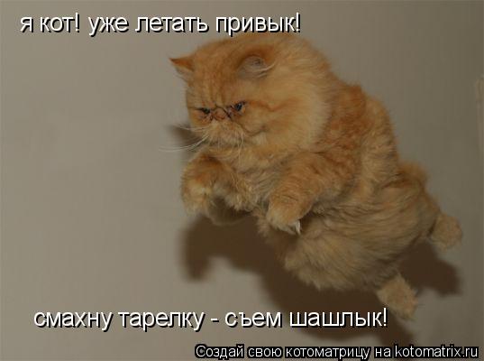 я кот! уже летать привык! смахну тарелку - съем шашлык!... Котоматрица: я кот! уже летать привык! смахну тарелку - съем шашлык!