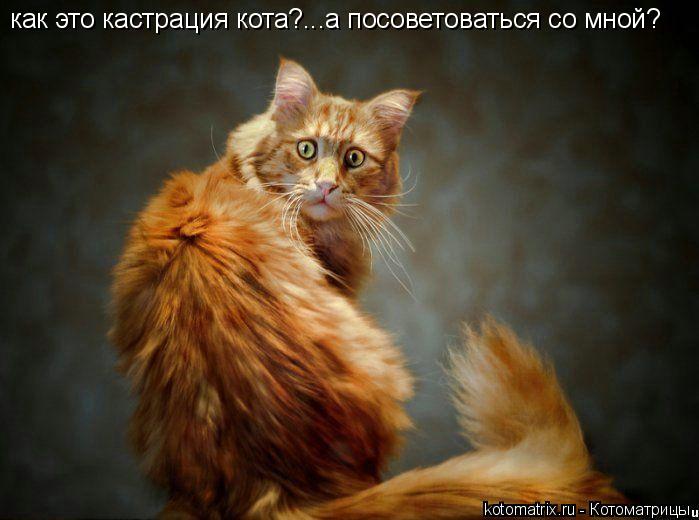 как это кастрация кота?...а посоветоваться со мной?... Котоматрица: как это кастрация кота?...а посоветоваться со мной?