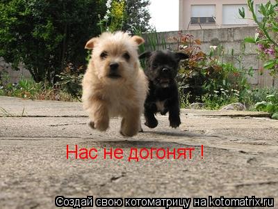 Нас не догонят !... Котоматрица: Нас не догонят !