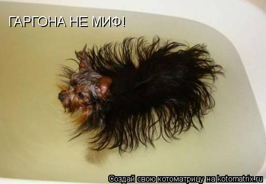 ГАРГОНА НЕ МИФ!... Котоматрица: ГАРГОНА НЕ МИФ!