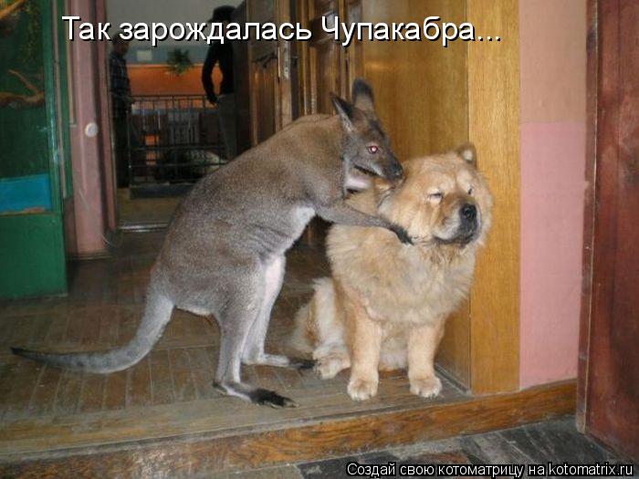 Так зарождалась Чупакабра...... Котоматрица: Так зарождалась Чупакабра...