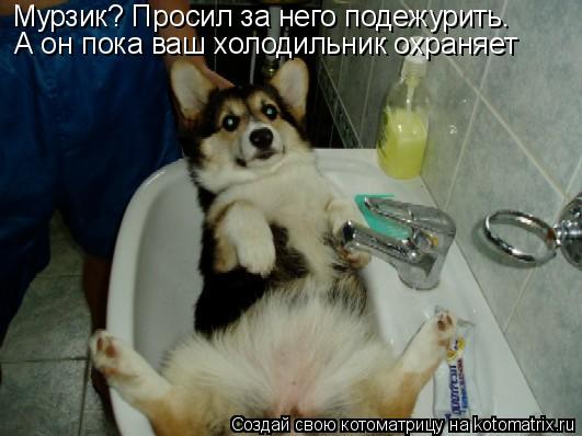 Мурзик? Просил за него подежурить. А он пока ваш холодильник охраняет... Котоматрица: Мурзик? Просил за него подежурить. А он пока ваш холодильник охраняет