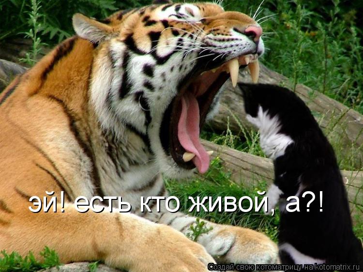 эй! есть кто живой, а?!... Котоматрица: эй! есть кто живой, а?!