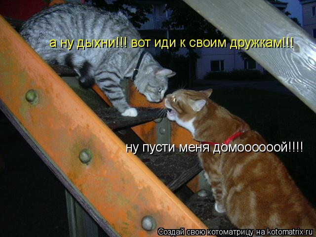 ну пусти меня домоооооой!!!! а ну дыхни!!! вот иди к своим дружкам!!!... Котоматрица: ну пусти меня домоооооой!!!! а ну дыхни!!! вот иди к своим дружкам!!!