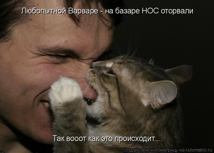 Любопытной Варваре - на базаре НОС оторвали Так вооот как это происходит....... Котоматрица: Любопытной Варваре - на базаре НОС оторвали Так вооот как это происходит....