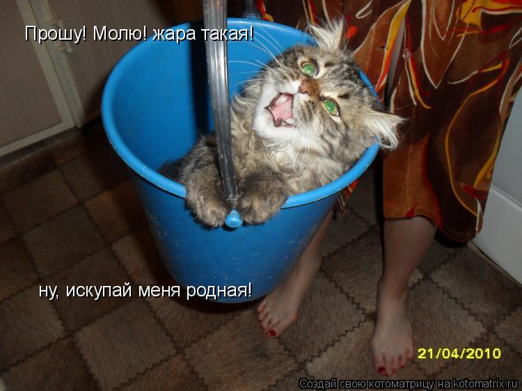 Прошу! Молю! жара такая! ну, искупай меня родная!... Котоматрица: Прошу! Молю! жара такая! ну, искупай меня родная!