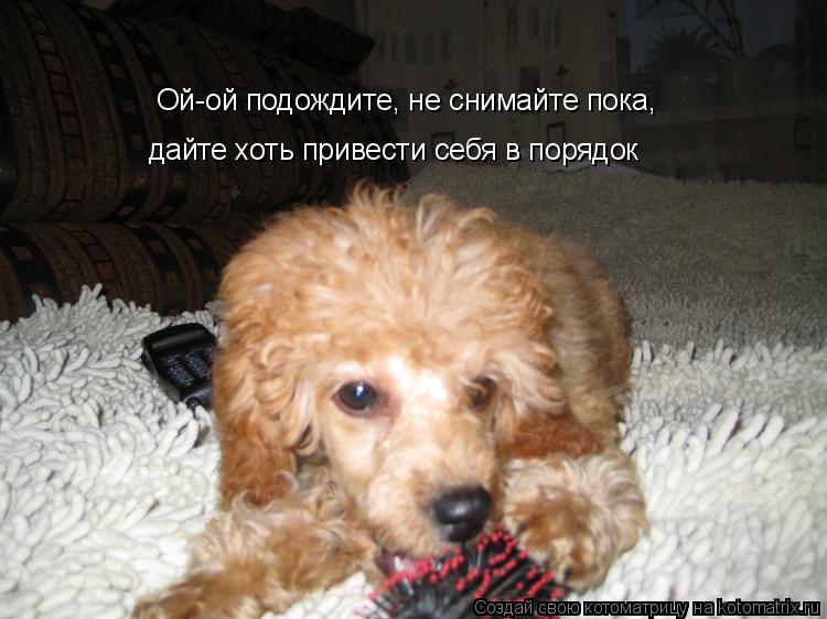 Ой-ой подождите, не снимайте пока, дайте хоть привести себя в порядок... Котоматрица: Ой-ой подождите, не снимайте пока, дайте хоть привести себя в порядок