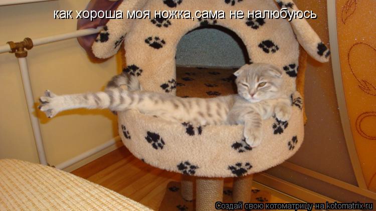 как хороша моя ножка,сама не налюбуюсь... Котоматрица: как хороша моя ножка,сама не налюбуюсь