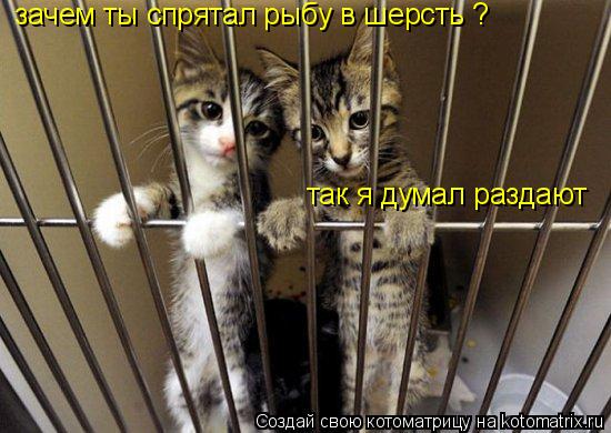 зачем ты спрятал рыбу в шерсть ? так я думал раздают... Котоматрица: зачем ты спрятал рыбу в шерсть ? так я думал раздают