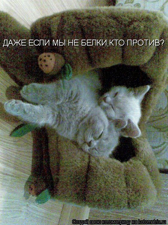 ДАЖЕ ЕСЛИ МЫ НЕ БЕЛКИ,КТО ПРОТИВ?... Котоматрица: ДАЖЕ ЕСЛИ МЫ НЕ БЕЛКИ,КТО ПРОТИВ?
