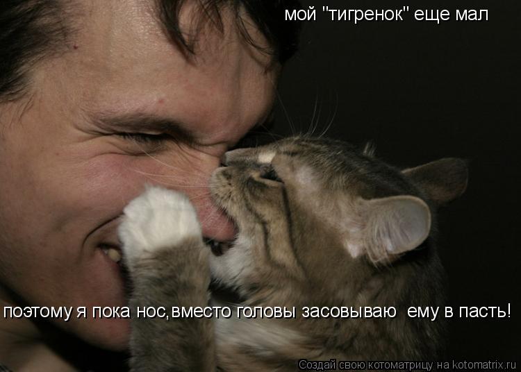 мой "тигренок" еще мал поэтому я пока нос,вместо головы засовываю ему в пасть!... Котоматрица: мой "тигренок" еще мал поэтому я пока нос,вместо головы засовываю ему в пасть!