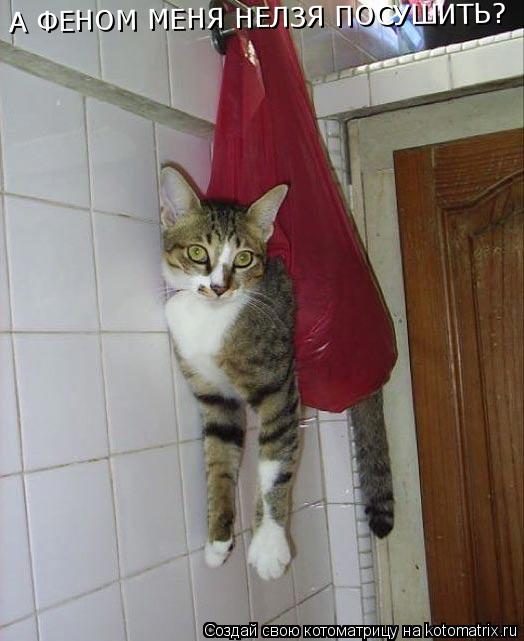 А ФЕНОМ МЕНЯ НЕЛЗЯ ПОСУШИТЬ?... Котоматрица: А ФЕНОМ МЕНЯ НЕЛЗЯ ПОСУШИТЬ?