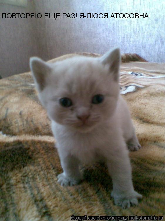 ПОВТОРЯЮ ЕЩЕ РАЗ! Я-ЛЮСЯ АТОСОВНА!... Котоматрица: ПОВТОРЯЮ ЕЩЕ РАЗ! Я-ЛЮСЯ АТОСОВНА!