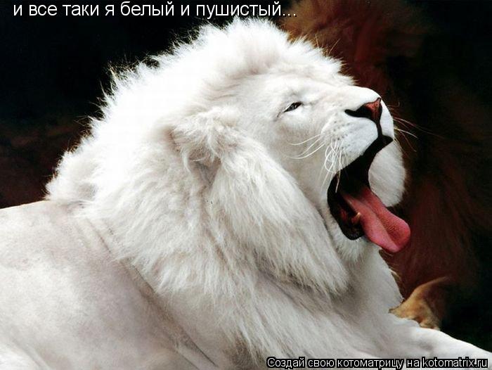 и все таки я белый и пушистый...... Котоматрица: и все таки я белый и пушистый...
