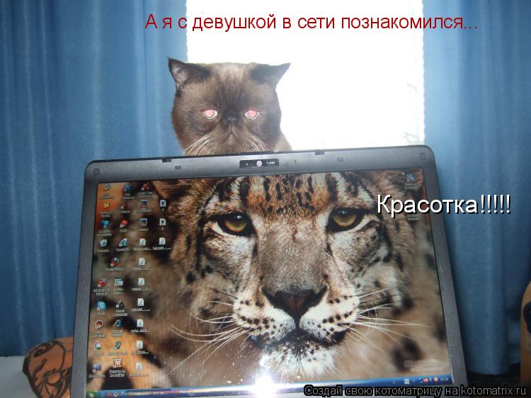 А я с девушкой в сети познакомился... Красотка!!!!!... Котоматрица: А я с девушкой в сети познакомился... Красотка!!!!!