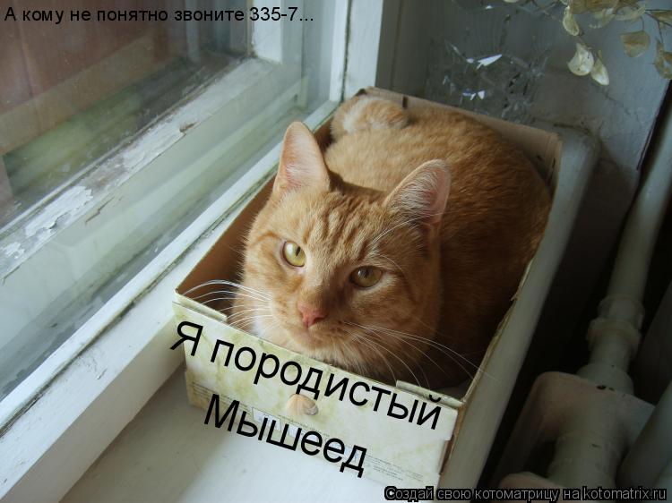 Я породистый Мышеед А кому не понятно звоните 335-7...... Котоматрица: Я породистый Мышеед А кому не понятно звоните 335-7...