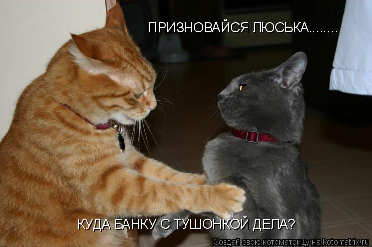 ПРИЗНОВАЙСЯ ЛЮСЬКА........ КУДА БАНКУ С ТУШОНКОЙ ДЕЛА?... Котоматрица: ПРИЗНОВАЙСЯ ЛЮСЬКА........ КУДА БАНКУ С ТУШОНКОЙ ДЕЛА?