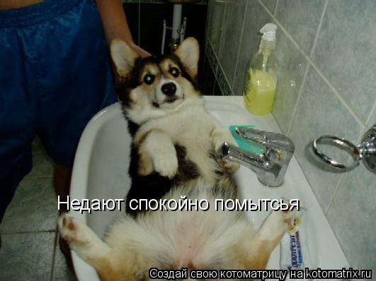 Недают спокойно помытсья... Котоматрица: Недают спокойно помытсья