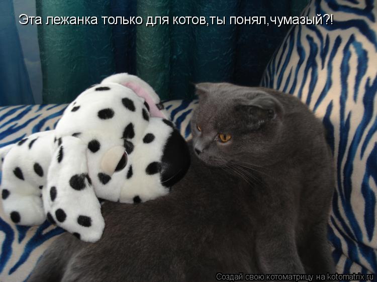 Эта лежанка только для котов,ты понял,чумазый?!... Котоматрица: Эта лежанка только для котов,ты понял,чумазый?!