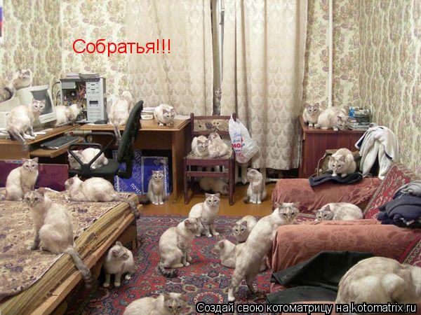 Собратья!!!... Котоматрица: Собратья!!!