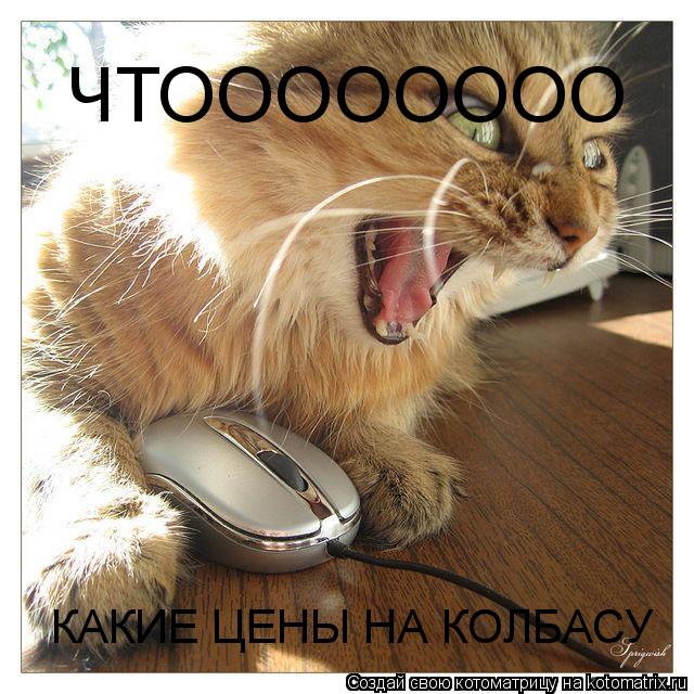 ЧТОООООООО КАКИЕ ЦЕНЫ НА КОЛБАСУ... Котоматрица: ЧТОООООООО КАКИЕ ЦЕНЫ НА КОЛБАСУ