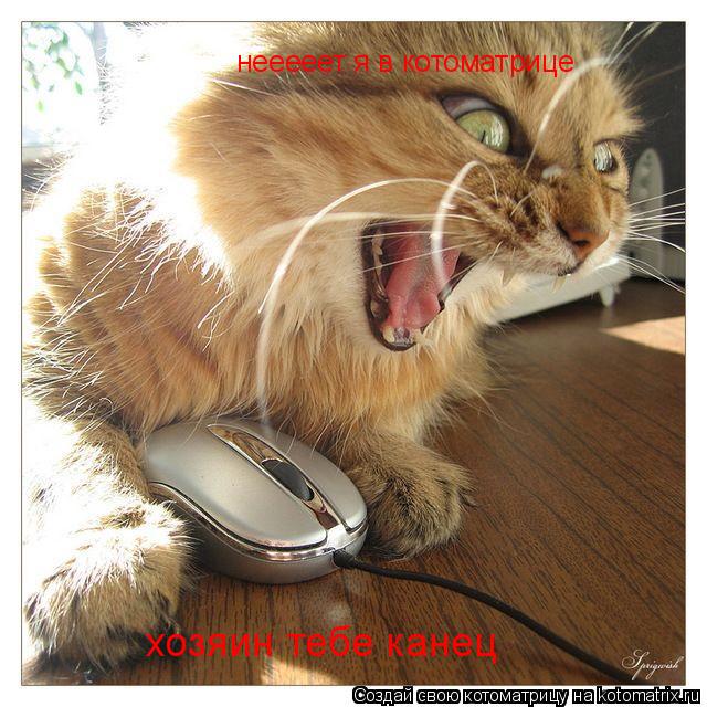 нееееет я в котоматрице хозяин тебе канец... Котоматрица: нееееет я в котоматрице хозяин тебе канец