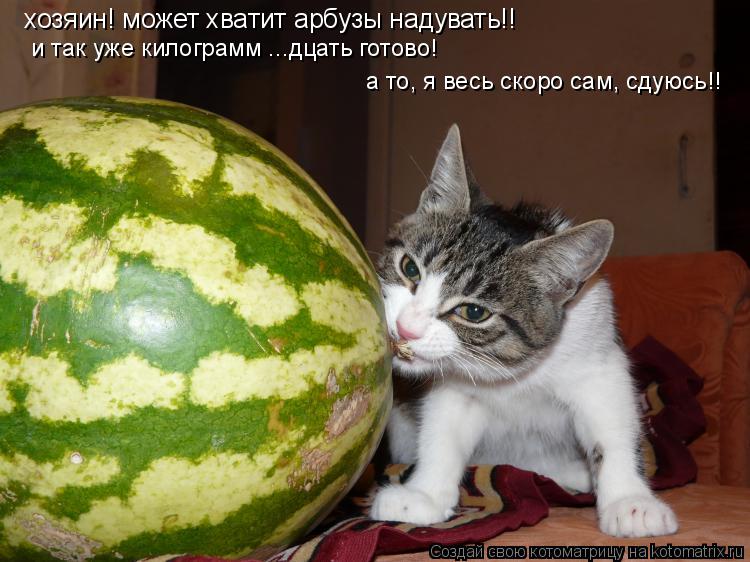 хозяин! может хватит арбузы надувать!! и так уже килограмм ...дцать готово! а то, я весь скоро сам,... Котоматрица: хозяин! может хватит арбузы надувать!! и так уже килограмм ...дцать готово! а то, я весь скоро сам, сдуюсь!!
