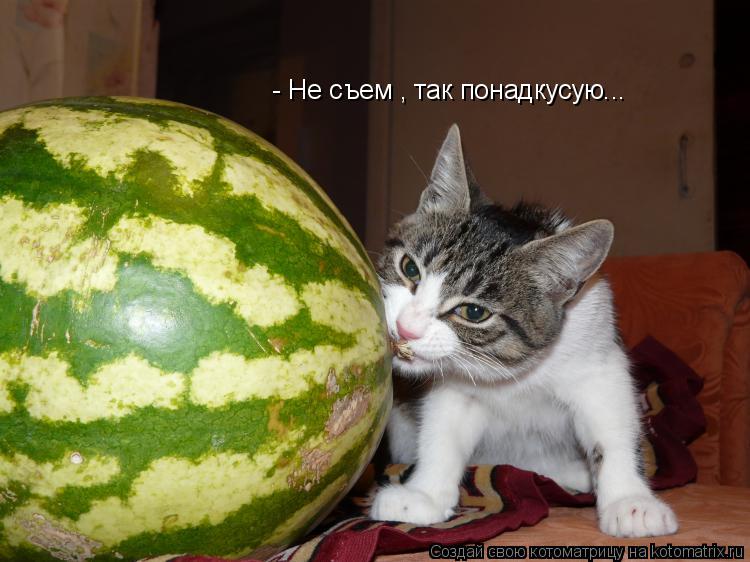- Не съем , так понадкусую...... Котоматрица: - Не съем , так понадкусую...