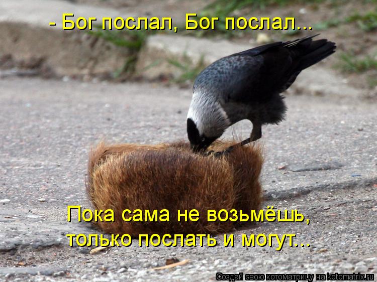 Котоматрица: - Бог послал, Бог послал...  Пока сама не возьмёшь, только послать и могут...