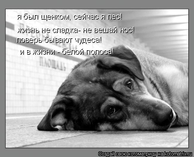 я был щенком, сейчас я пес! жизнь не сладка- не вешай нос! поверь бывают чудеса! и в жизни - белой по... Котоматрица: я был щенком, сейчас я пес! жизнь не сладка- не вешай нос! поверь бывают чудеса! и в жизни - белой полоса!