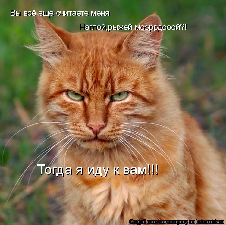 Вы всё ещё считаете меня Наглой,рыжей мооррдооой?! Тогда я иду к вам!!!... Котоматрица: Вы всё ещё считаете меня Наглой,рыжей мооррдооой?! Тогда я иду к вам!!!