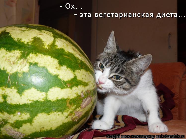 - Ох... - эта вегетарианская диета...... Котоматрица: - Ох... - эта вегетарианская диета...