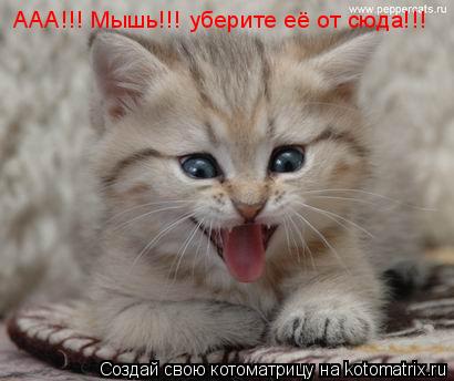 ААА!!! Мышь!!! уберите её от сюда!!!... Котоматрица: ААА!!! Мышь!!! уберите её от сюда!!!