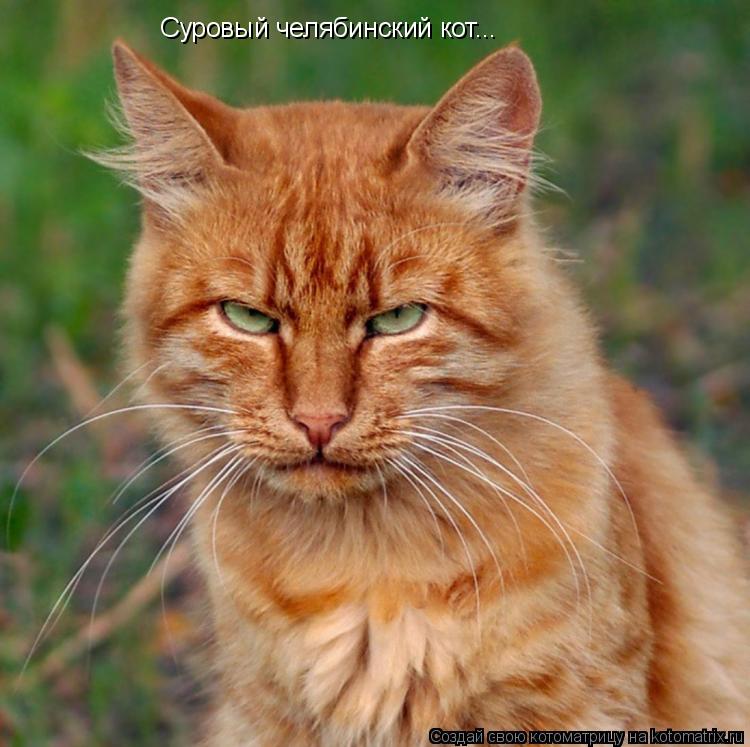 Суровый челябинский кот...... Котоматрица: Суровый челябинский кот...