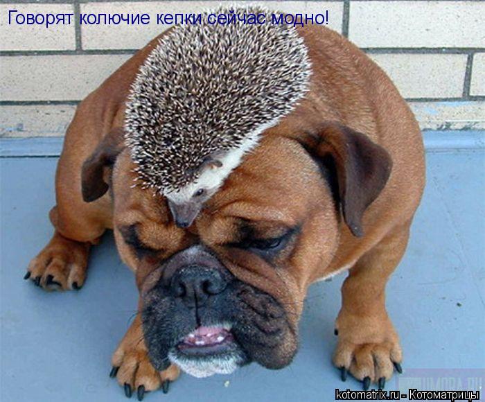 Говорят колючие кепки сейчас модно!... Котоматрица: Говорят колючие кепки сейчас модно!
