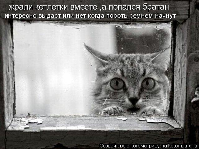 жрали котлетки вместе.,а попался братан интересно выдаст или нет когда пороть ремнем начнут... Котоматрица: жрали котлетки вместе.,а попался братан интересно выдаст или нет когда пороть ремнем начнут
