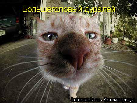 Большеголовый дуралей... Котоматрица: Большеголовый дуралей