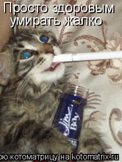 Просто здоровым умирать жалко... Котоматрица: Просто здоровым умирать жалко