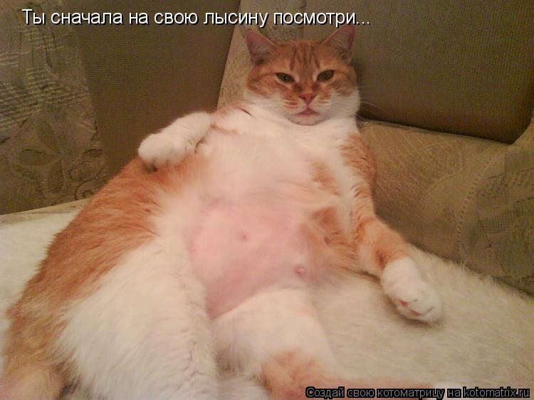 Ты сначала на свою лысину посмотри...... Котоматрица: Ты сначала на свою лысину посмотри...