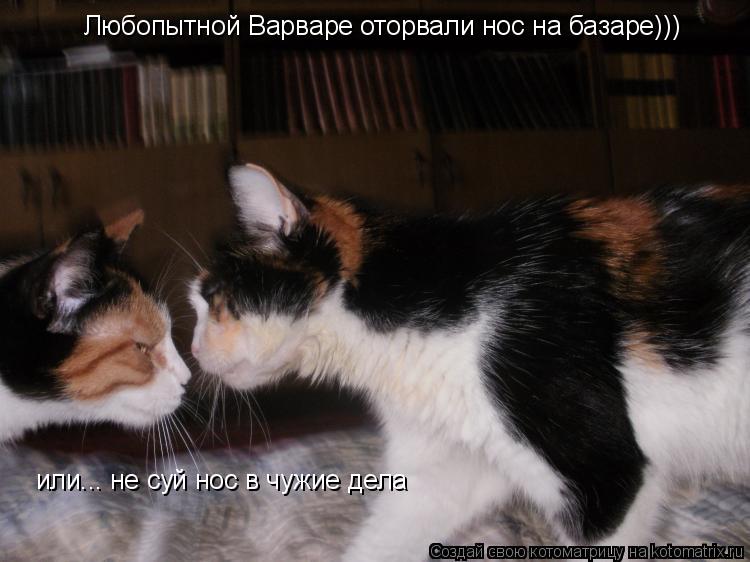 Любопытной Варваре оторвали нос на базаре))) или... не суй нос в чужие дела... Котоматрица: Любопытной Варваре оторвали нос на базаре))) или... не суй нос в чужие дела