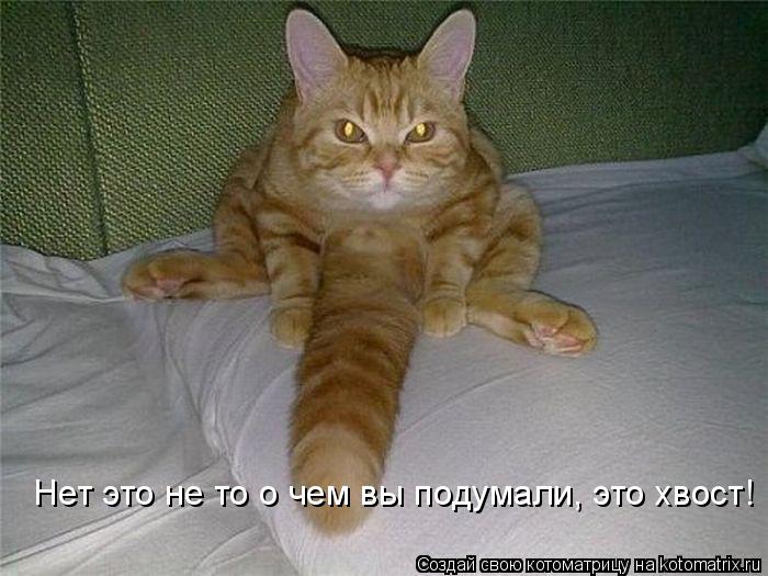 Нет это не то о чем вы подумали, это хвост!... Котоматрица: Нет это не то о чем вы подумали, это хвост!